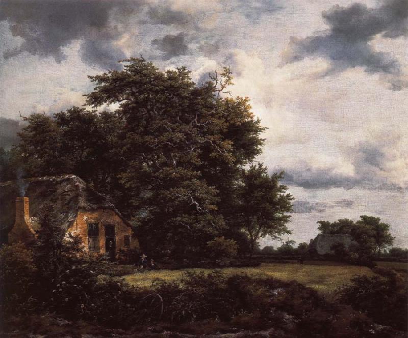 Jacob van Ruisdael Cottage under the trees near a Grainfield oil painting picture